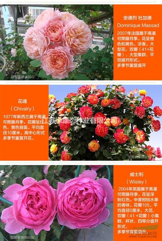 江蘇【綠康態(tài)苗木供應】藤本月季薔薇花，進口歐月