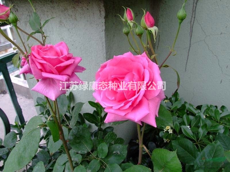 【江蘇沭陽苗木基地直銷薔薇花，藤本月季，】量大優(yōu)惠