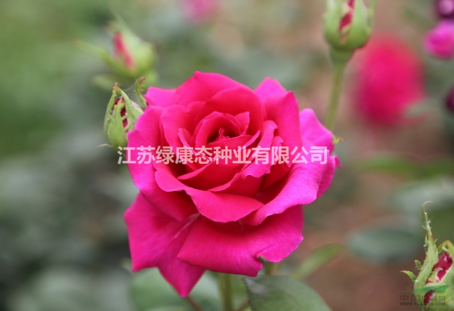 【江蘇沭陽苗木基地直銷薔薇花，藤本月季，】量大優(yōu)惠