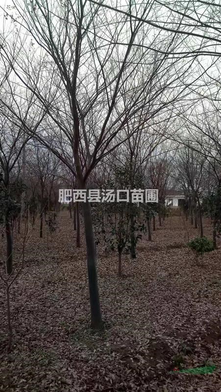(價(jià)格)櫸樹(shù)15公分 櫸樹(shù)16公分 櫸樹(shù)17公分