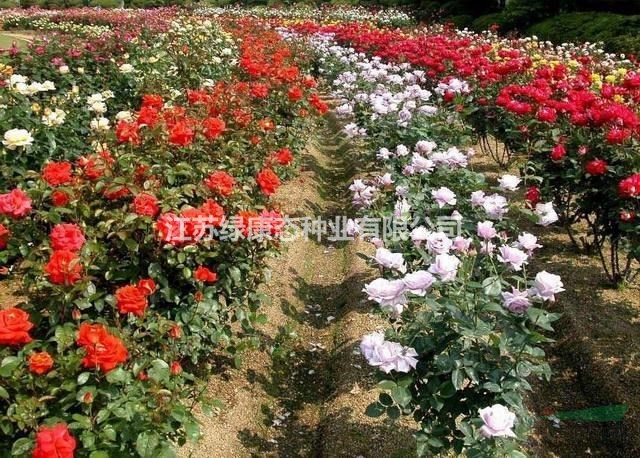 江蘇【綠康態(tài)苗木供應(yīng)】大花月季、豐花月季、紅帽、桂花、棣棠