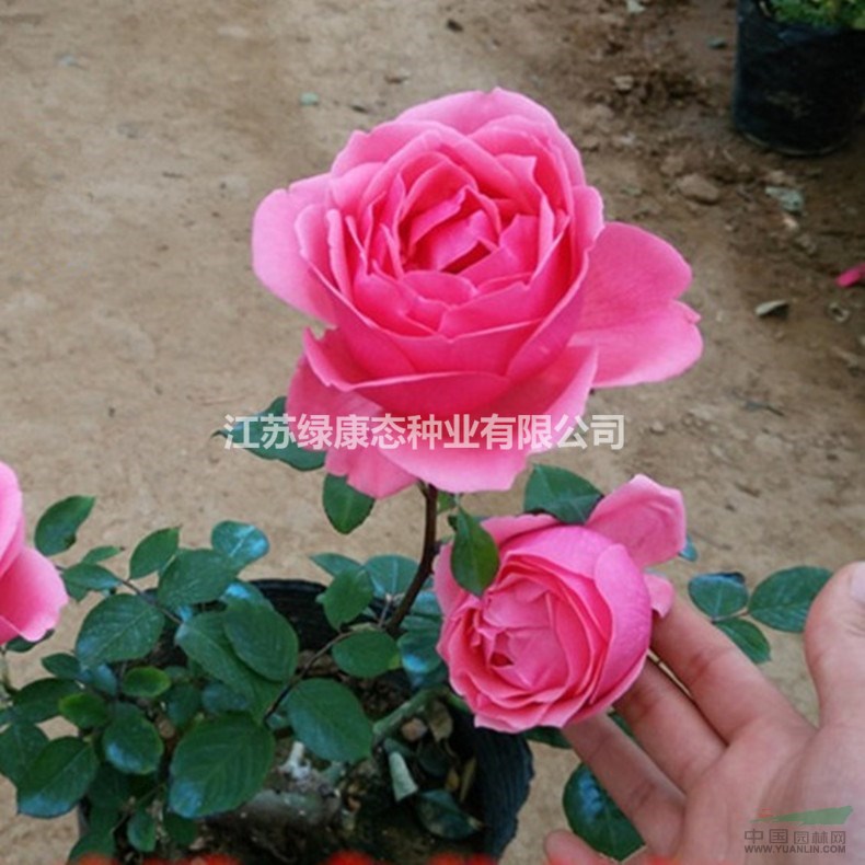 品種大花月季、紅帽月季、豐花月季、微型月季行情報(bào)價(jià)/品種大花