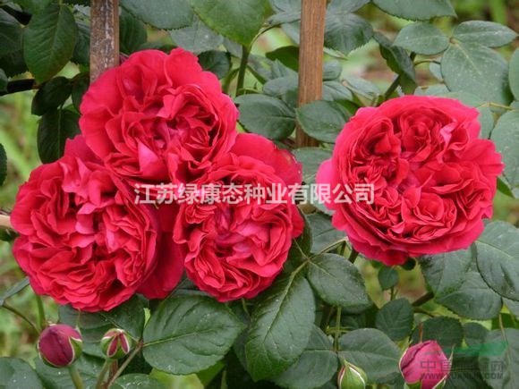 品種大花月季、紅帽月季、豐花月季、微型月季行情報(bào)價(jià)/品種大花