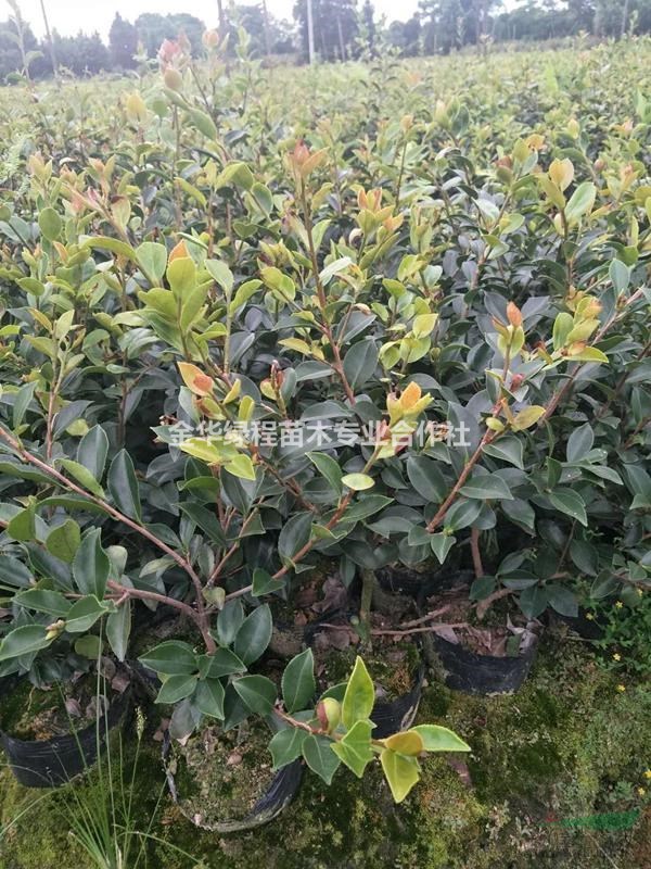 購浙江金華2019茶梅大苗圃基地,網(wǎng)站茶梅農(nóng)戶供應(yīng)批發(fā)價(jià)格低