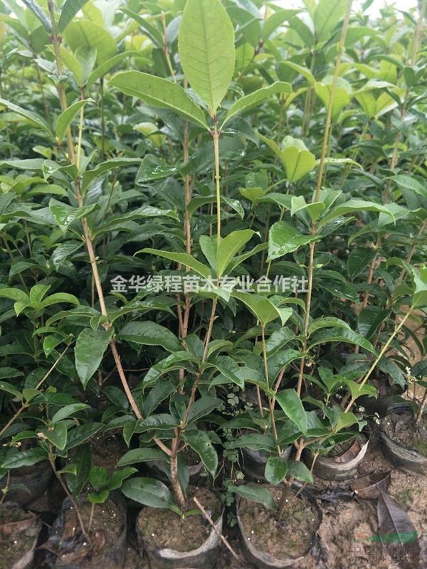 浙江金華四季桂大杯苗圃價格表,大袋苗桂花容器苗基地供應(yīng)商圖片