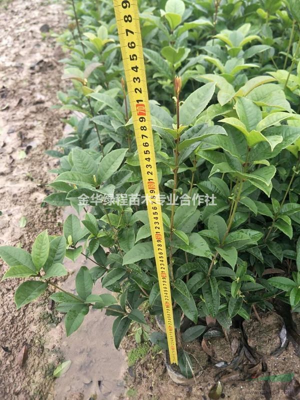 浙江金華四季桂大杯苗圃價格表,大袋苗桂花容器苗基地供應(yīng)商圖片