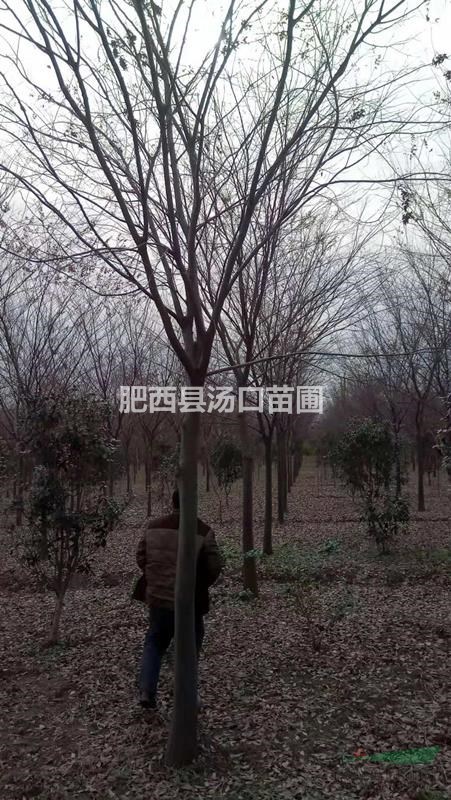 [價(jià)格]櫸樹14公分 櫸樹15公分 櫸樹16公分供應(yīng)