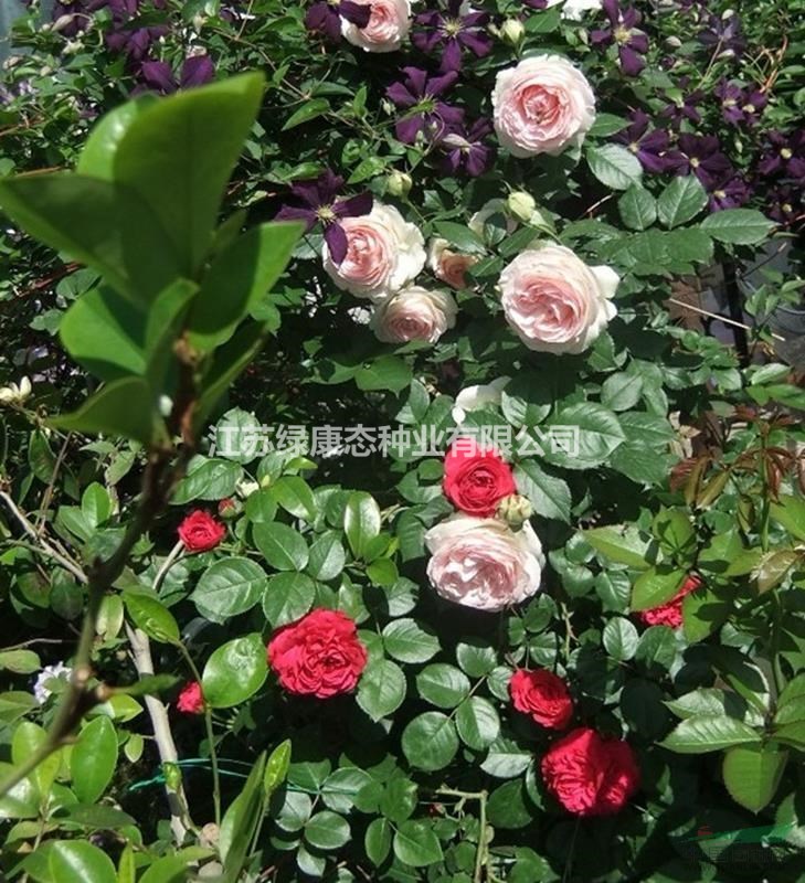 供應(yīng)大花品種月季 香水月季 藤本月季 樹狀（高桿）月季 薔薇