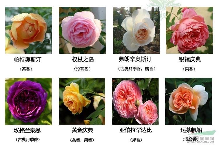 銷售棣棠花，薔薇月季，紅帽月季、藤本月季、豐花月季、曼海母月