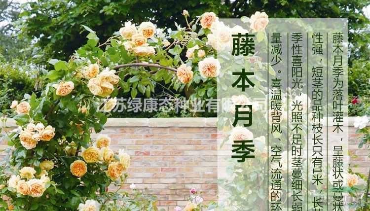 1米藤本月季花1.5元/棵批發(fā)價(jià)格，量大價(jià)優(yōu)。