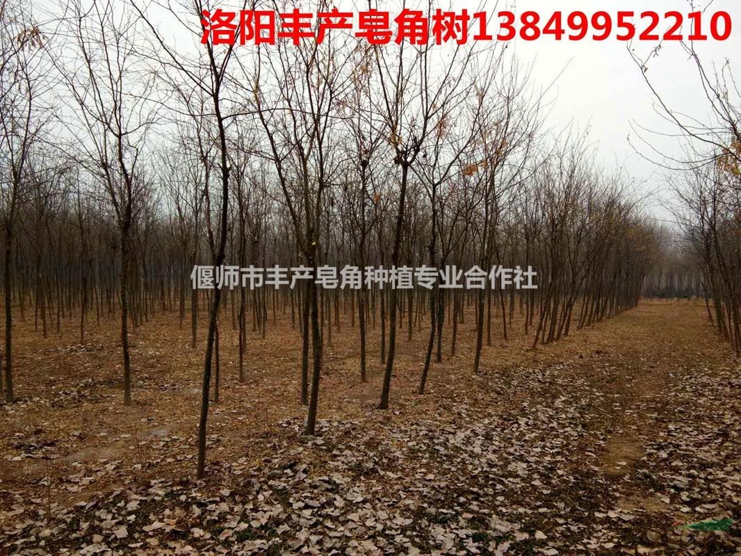 皂角基地，大量出售，精品皂角樹