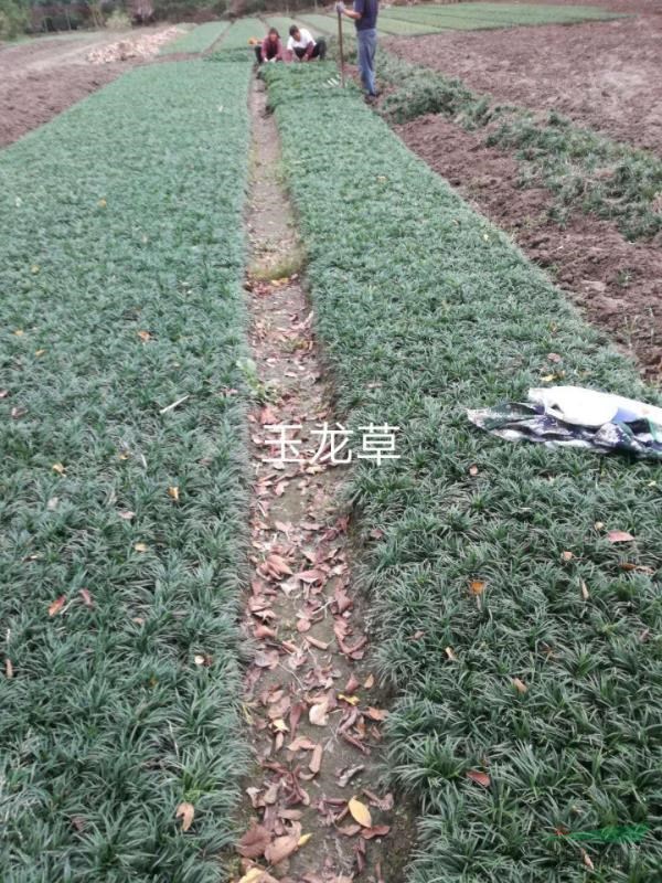 麥冬，玉龍草