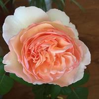 大量供應(yīng)大花月季 豐花月季 藤本月季 薔薇 紅帽 四季玫瑰