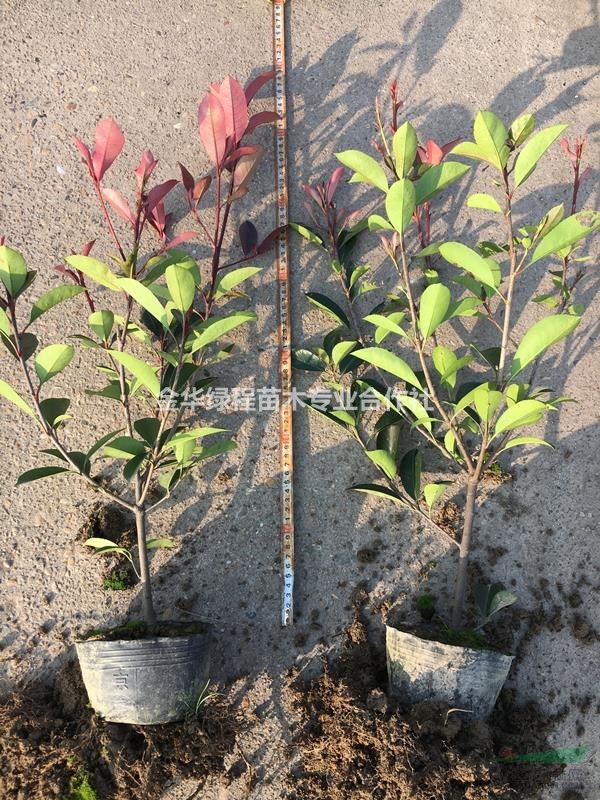 30冠幅60公分高紅葉石楠大杯苗基地,產(chǎn)地批價格低多少錢一棵
