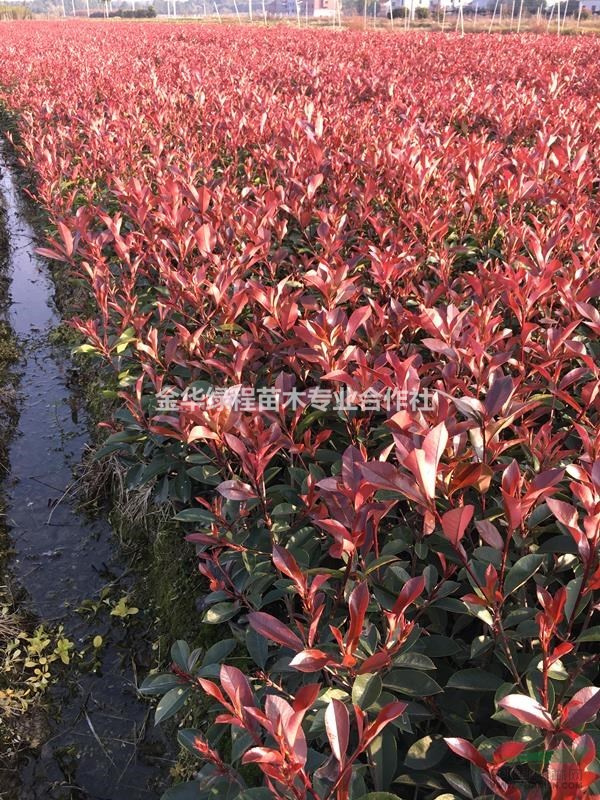 30冠幅60公分高紅葉石楠大杯苗基地,產(chǎn)地批價格低多少錢一棵