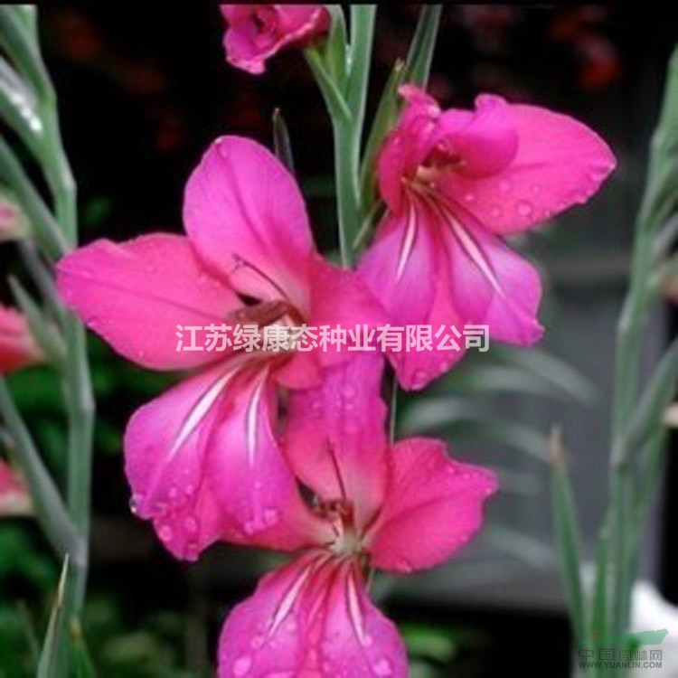 唐菖蒲種植技術(shù)指導(dǎo) 栽培管理