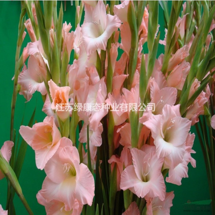唐菖蒲種植田間管理