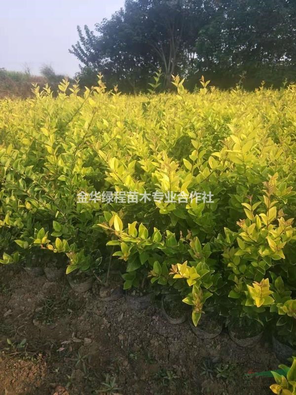 2019金森女貞大杯苗基地供應批發(fā)市場價格低,30冠幅50高