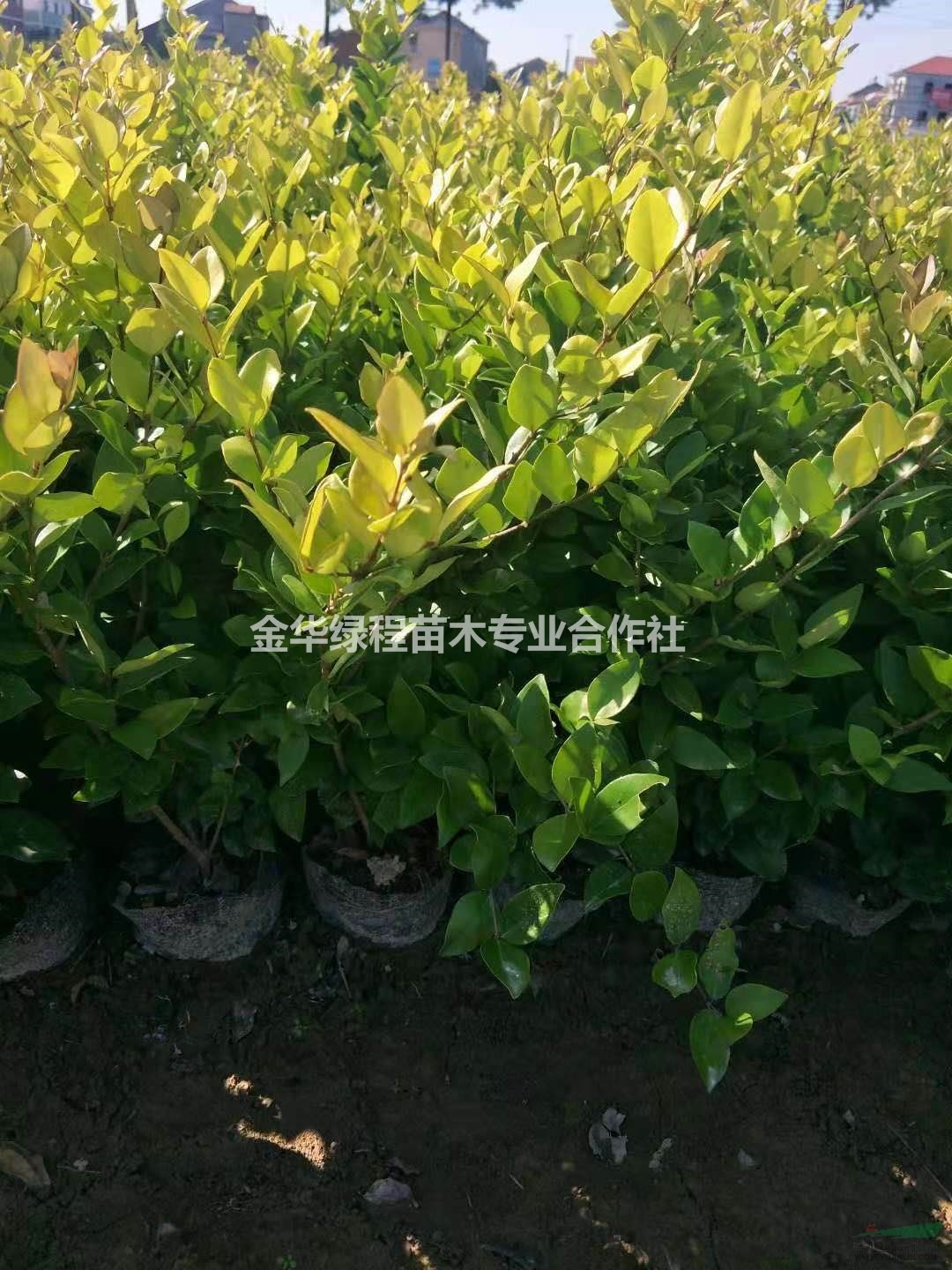 2019金森女貞大杯苗基地供應批發(fā)市場價格低,30冠幅50高