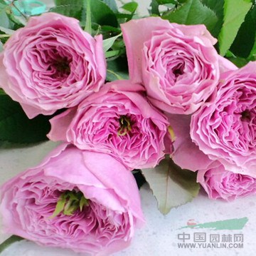 薔薇批發(fā)銷售園藝場供應藤本植物、藤本月季、藤本薔薇