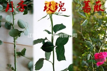 江蘇【綠康態(tài)苗木供應(yīng)】茶香型大花月季