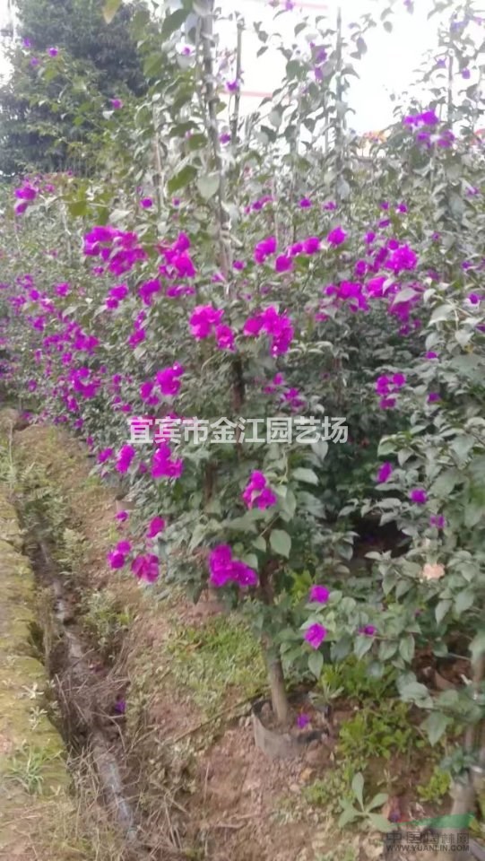 三角梅紫色價(jià)格實(shí)惠紫色三角梅價(jià)格6元株高