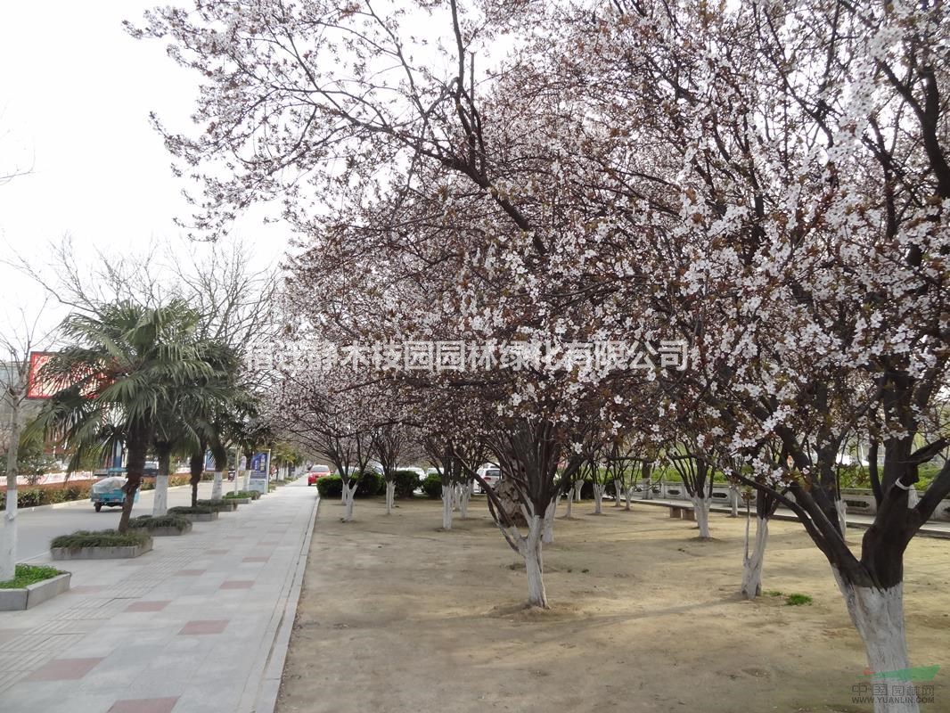 [供應(yīng)]江蘇沭陽(yáng)縣供應(yīng)大量紫葉李