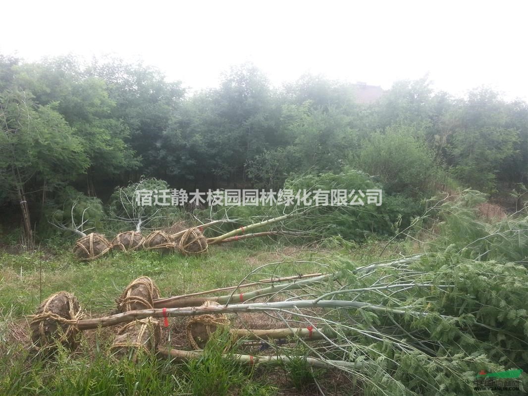 [供應(yīng)]江蘇沭陽(yáng)縣供應(yīng)大量出售金合歡精品苗圃苗