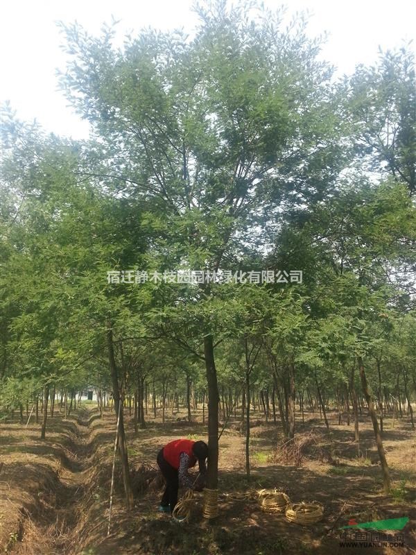 [供應(yīng)]江蘇沭陽(yáng)縣供應(yīng)大量出售金合歡精品苗圃苗