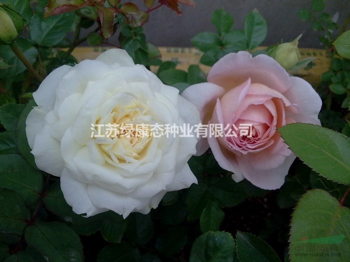 江蘇豐花月季營養(yǎng)杯苗價(jià)格 沭陽小花豐花月季綠化小苗