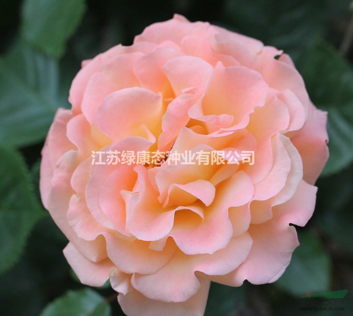 江蘇【綠康態(tài)苗木供應(yīng)】豐花月季/沭陽大量供應(yīng)豐花月季