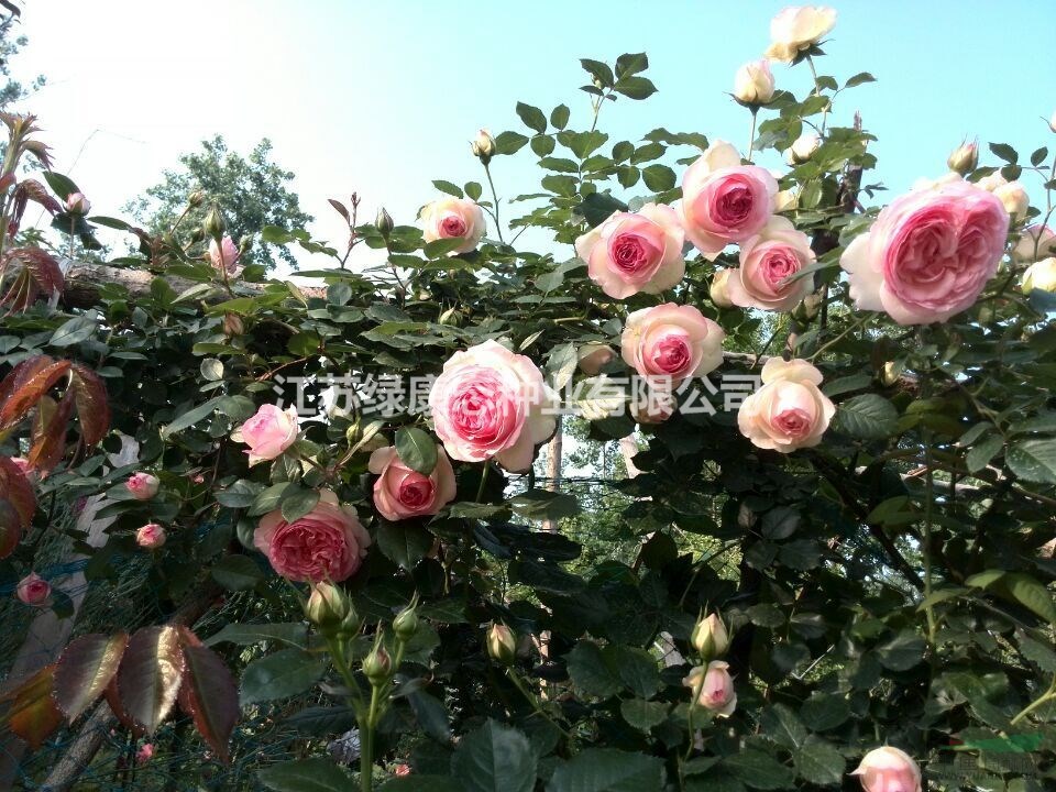 江蘇【綠康態(tài)苗木供應(yīng)】豐花月季/沭陽大量供應(yīng)豐花月季