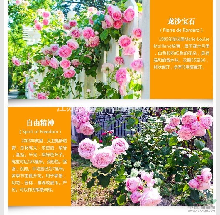 紅帽月季、黃帽月季、豐花月季、薔薇月季、藤本月季、大花月季