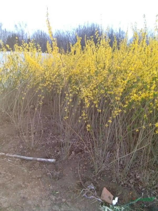 連翹基地，連翹價(jià)格，連翹照片，連翹直銷