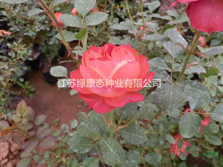 小花月季等綠化小苗，歡迎各地朋友來基地看貨洽談。價格面議。