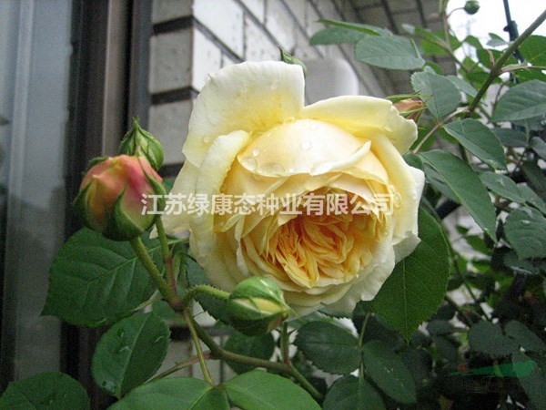 供應：各種玫瑰月季大小苗  杯苗  規(guī)格齊全量大優(yōu)惠