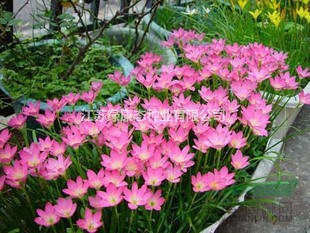 江蘇綠康態(tài)種業(yè)銷(xiāo)售進(jìn)口朱頂紅、鈴蘭、韭蘭等種球