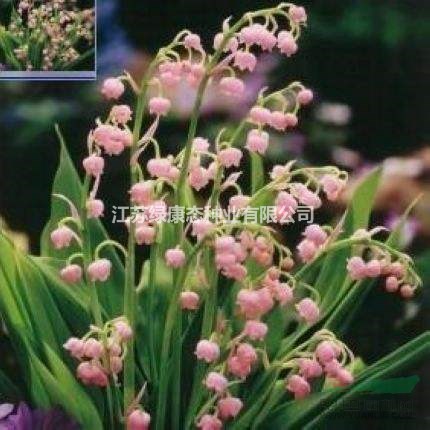 江蘇綠康態(tài)種業(yè)銷(xiāo)售進(jìn)口朱頂紅、鈴蘭、韭蘭等種球