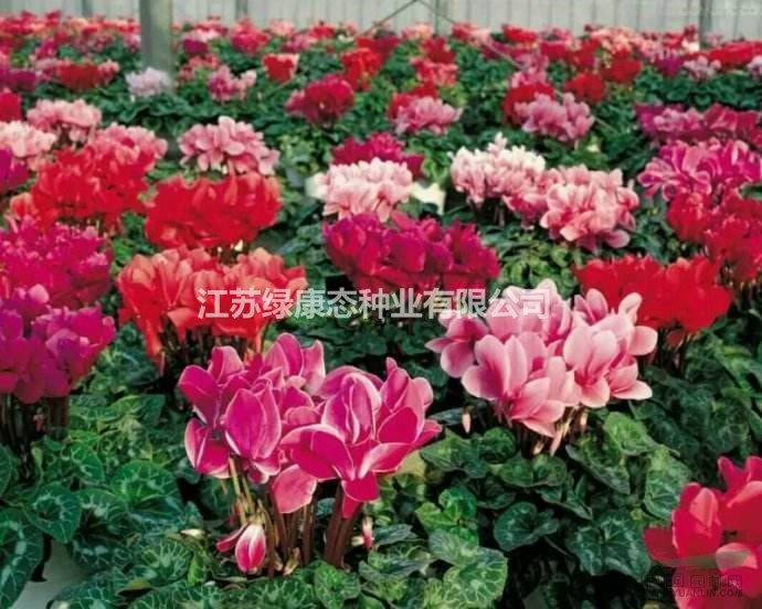 江蘇綠康態(tài)種業(yè)銷售進(jìn)口芍藥、仙客來、彼岸花等種球
