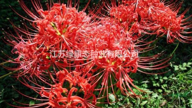 江蘇綠康態(tài)種業(yè)銷售進(jìn)口芍藥、仙客來、彼岸花等種球