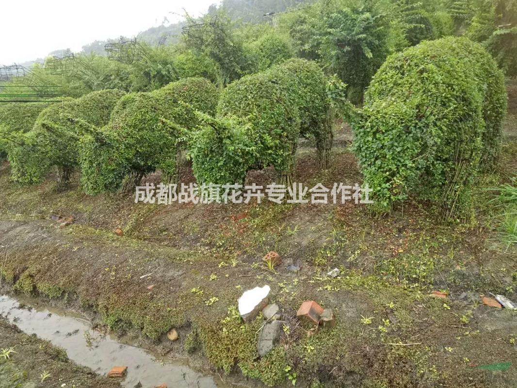 小葉女貞動物造型 常綠動物造型價格 西南動物造型基地 