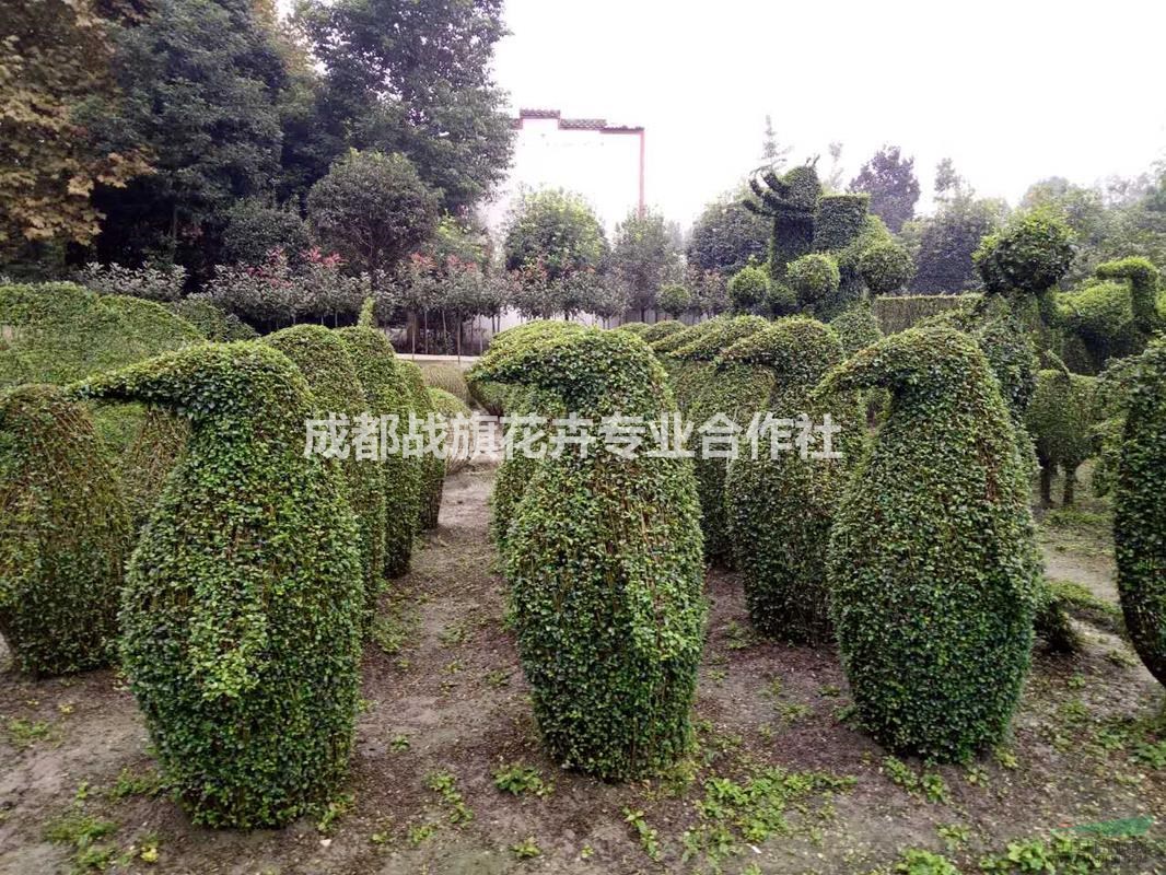 小葉女貞動物造型 常綠動物造型價格 西南動物造型基地 