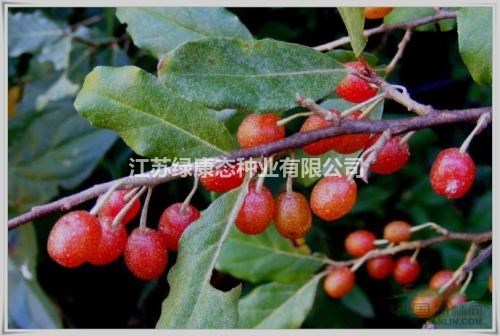 牛奶子詳細(xì)資料，詳情請聯(lián)系綠康態(tài)