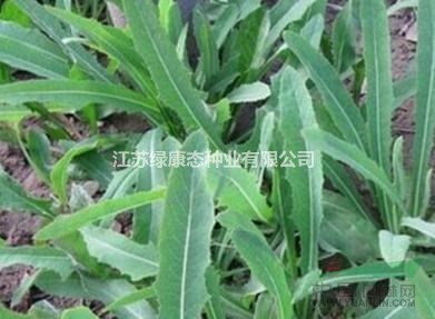 敗醬草詳細資料，詳情請聯系綠康態(tài)