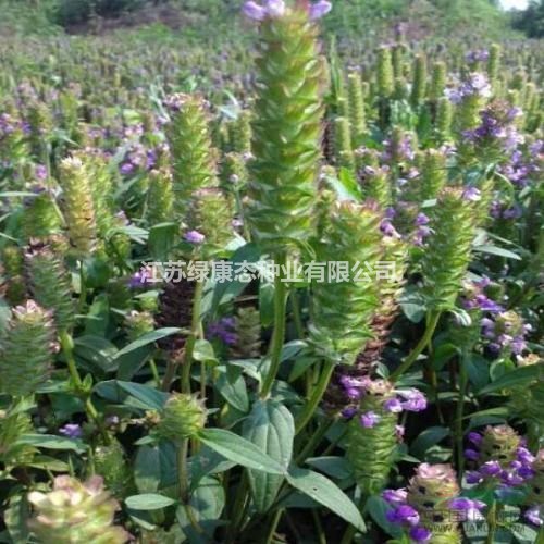 夏枯球種子60一斤，量大優(yōu)惠