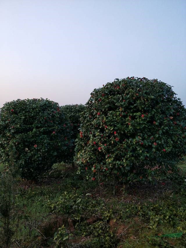 江西茶花報(bào)價(jià)，茶花1-3米冠大量出售，漂亮的茶花哪里有，