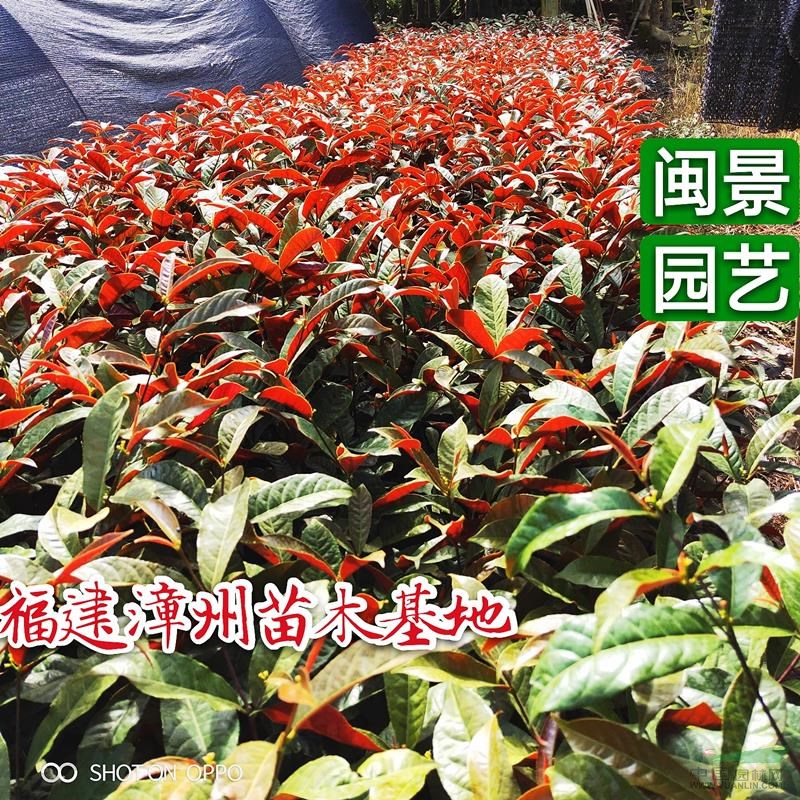 紅背桂 紅背桂花 高30  福建漳州閩景園藝場