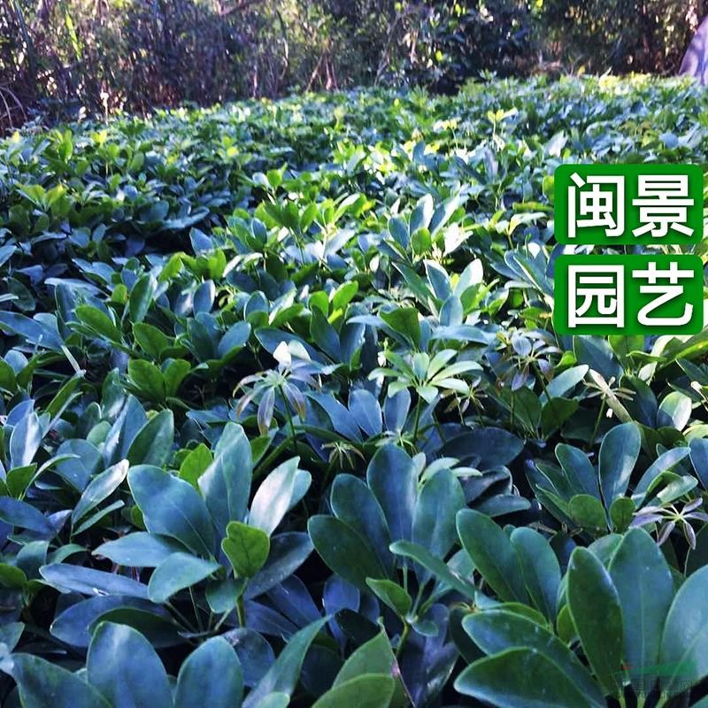 鴨腳木 鵝掌柴 高30 福建漳州閩景園藝場(chǎng)