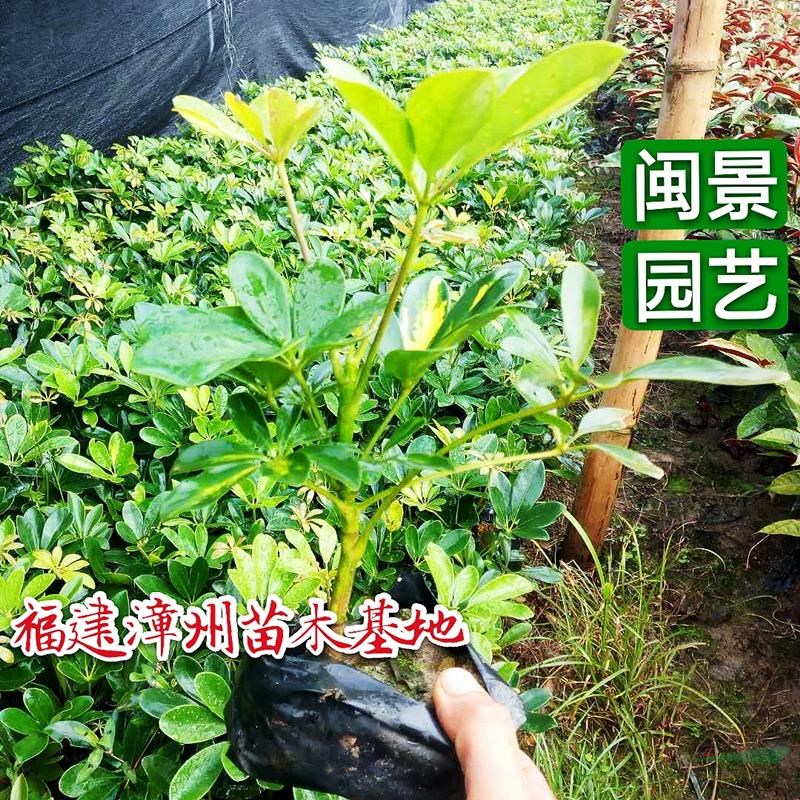 鴨腳木 鵝掌柴 高30 福建漳州閩景園藝場(chǎng)