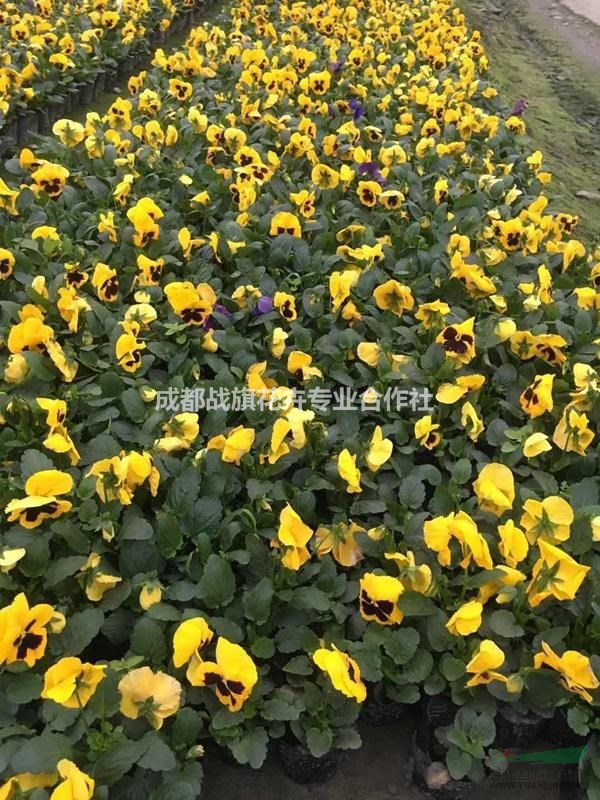 三色堇苗圃基地 三色堇春節(jié)花卉 13杯批量出售 杯苗價(jià)格